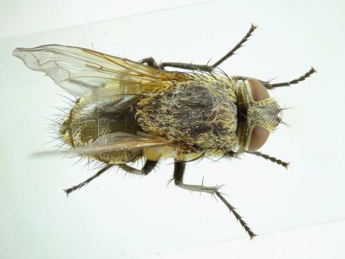 Réf. 238 237 : Pollenia angustigena